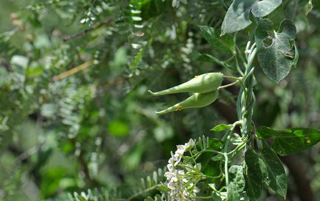 Sarcostemma cynanchoides, Fringed Twinevine, Southwest Desert Flora